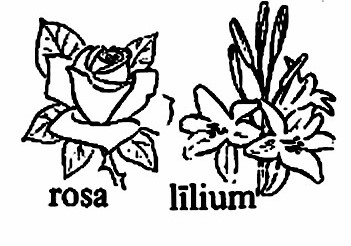 lat32-flores lat32-flores.jpg