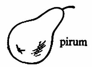 lat50-pirum lat50-pirum.jpg
