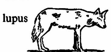 lat64-lupus.jpg