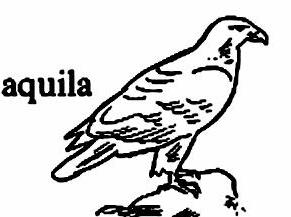 lat69-aquila lat69-aquila.jpg