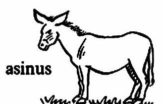 lat69-asinus lat69-asinus.jpg