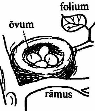lat71-nidus lat71-nidus.jpg
