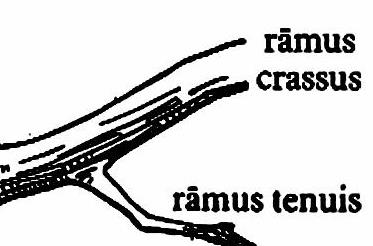 lat73-ramus lat73-ramus.jpg