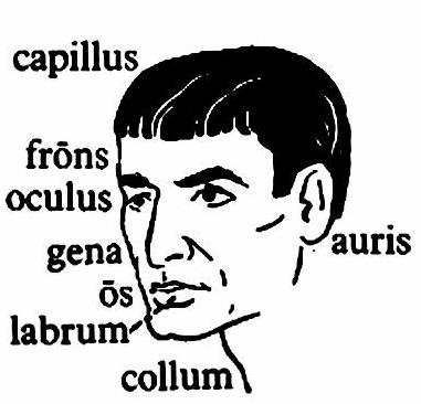 lat77-caput lat77-caput.jpg