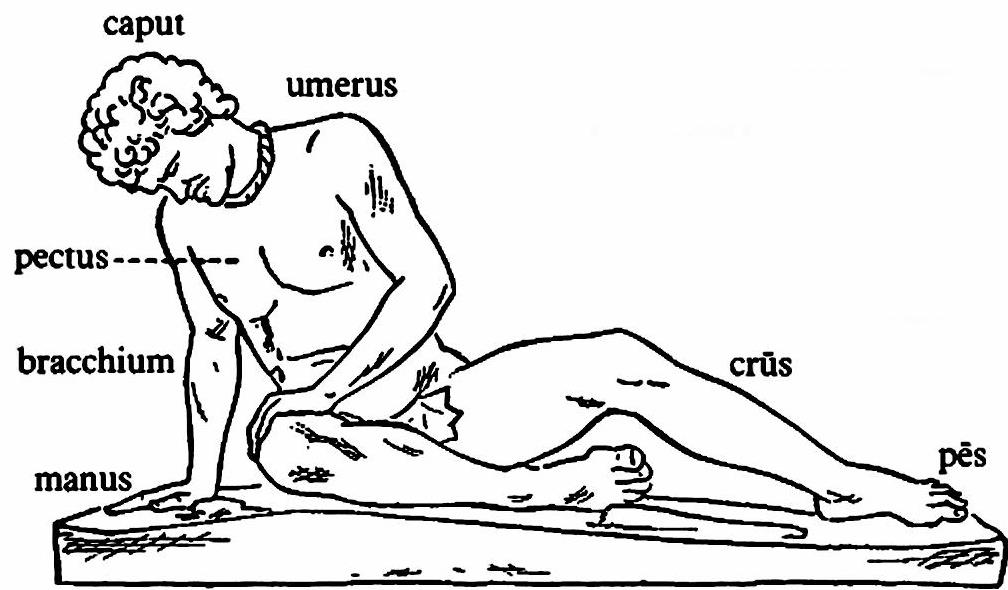 lat77-corpus.jpg