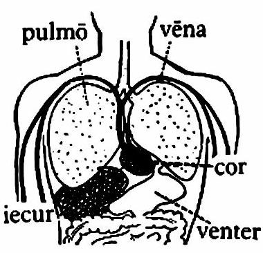 lat78-viscera lat78-viscera.jpg