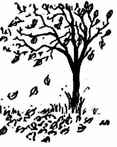 lat98-autumnus lat98-autumnus.jpg